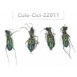 Cicindelidae sp. China, Tibet, Linzhi, Bomi county. 4Pcs.Cole-Cici-22011.