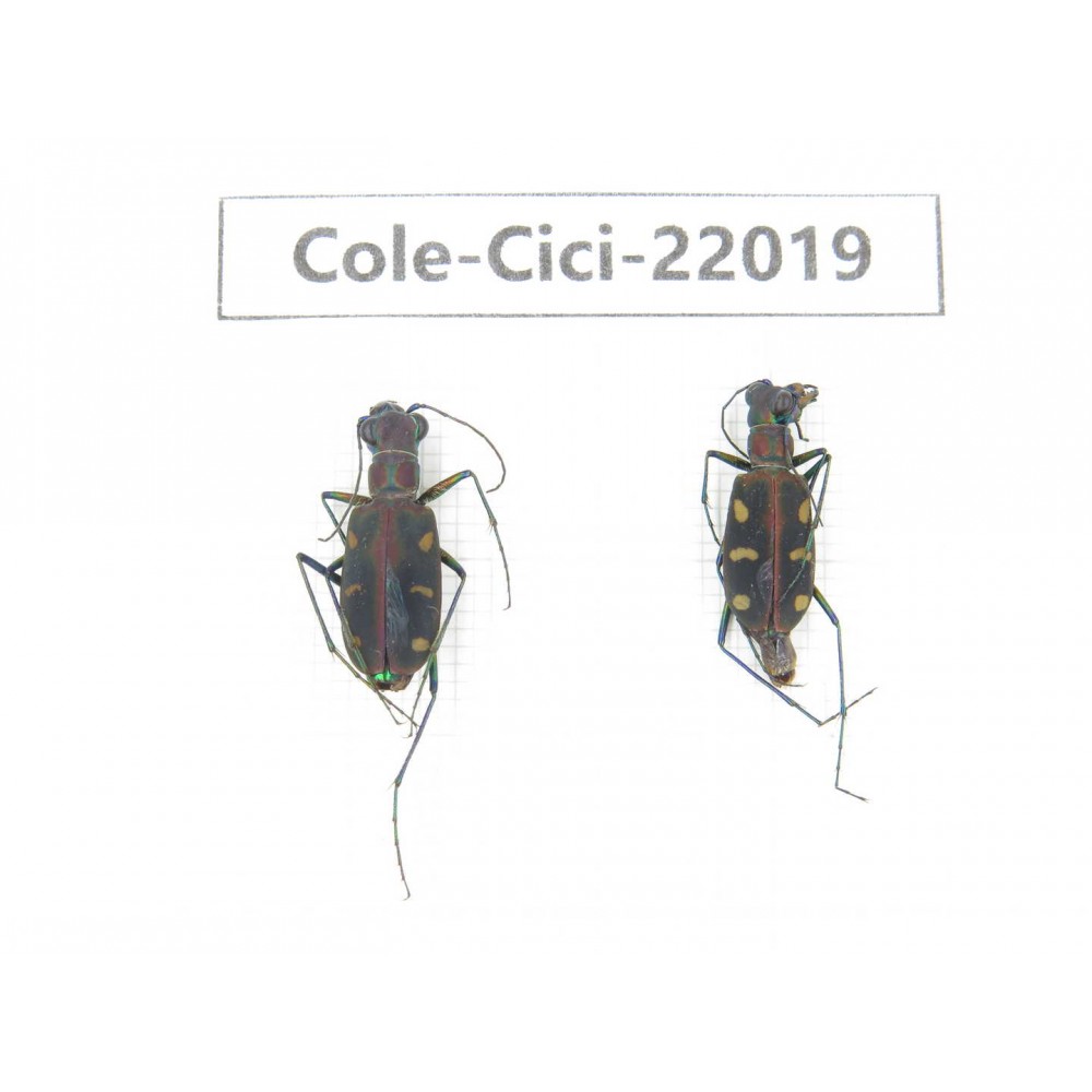 Cicindelidae sp. China, Tibet, Linzhi, Bomi county. 2Pcs.Cole-Cici-22019.