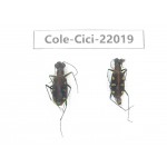Cicindelidae sp. China, Tibet, Linzhi, Bomi county. 2Pcs.Cole-Cici-22019.