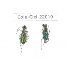 Cicindelidae sp. China, Tibet, Linzhi, Bomi county. 2Pcs.Cole-Cici-22019.