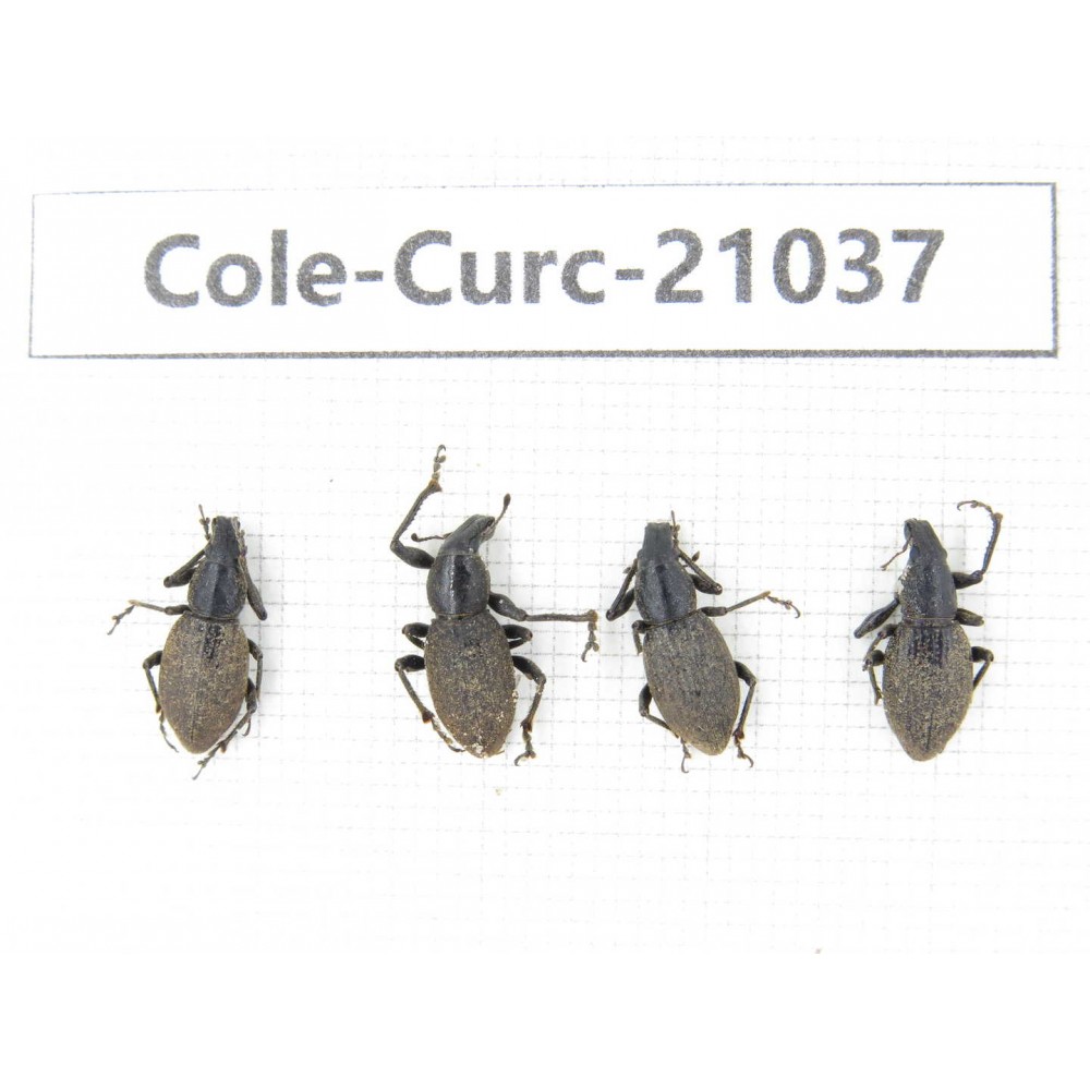 Curculionidae sp. China,  Tibet, Linzhi, Bomi county. 4Pcs. Cole-Curc-21037.