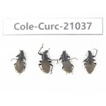 Curculionidae sp. China,  Tibet, Linzhi, Bomi county. 4Pcs. Cole-Curc-21037.