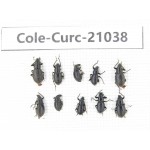 Curculionidae sp. China,  Tibet, Linzhi, Bomi county. 10Pcs. Cole-Curc-21038.
