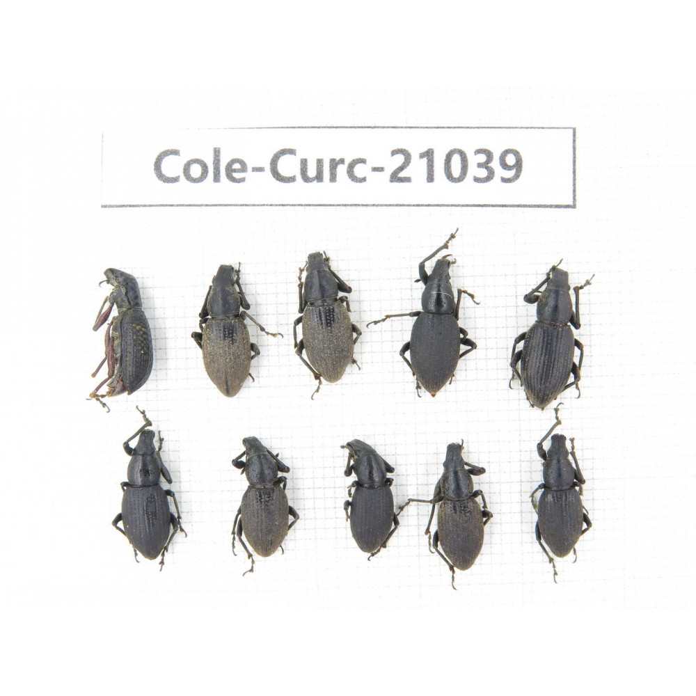 Curculionidae sp. China,  Tibet, Linzhi, Bomi county. 10Pcs. Cole-Curc-21039.