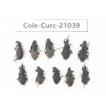 Curculionidae sp. China,  Tibet, Linzhi, Bomi county. 10Pcs. Cole-Curc-21039.