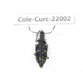 Curculionidae sp. China,  Tibet, Linzhi, Bomi county. 1Pcs. Cole-Curc-22002.