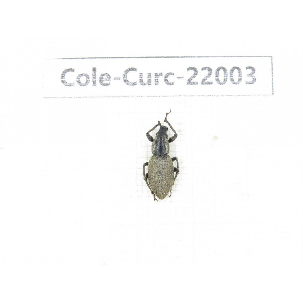 Curculionidae sp. China,  Tibet, Linzhi, Bomi county. 1Pcs. Cole-Curc-22003.