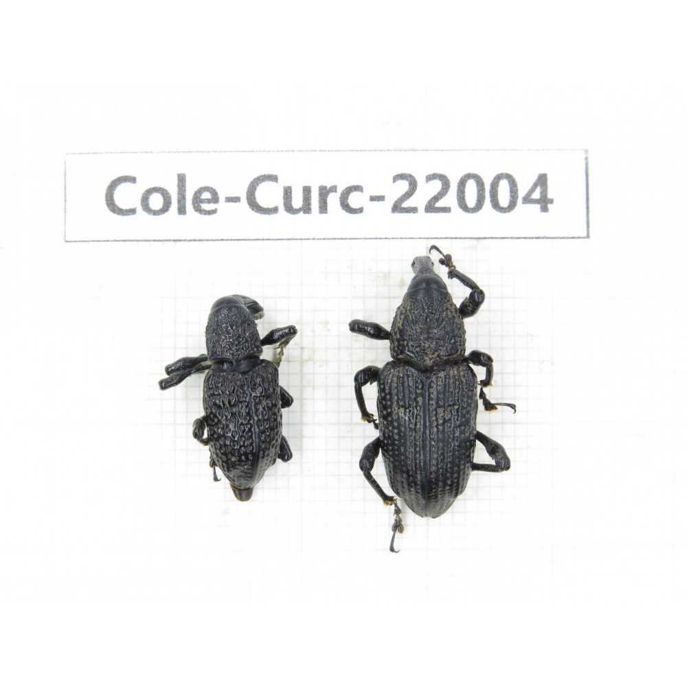 Curculionidae sp. China,  Tibet, Linzhi, Bomi county. 2Pcs. Cole-Curc-22004.