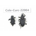 Curculionidae sp. China,  Tibet, Linzhi, Bomi county. 2Pcs. Cole-Curc-22004.