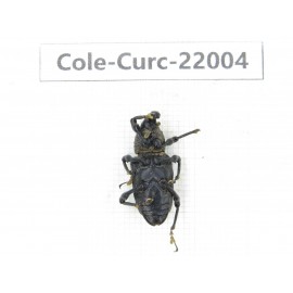 Curculionidae sp. China,  Tibet, Linzhi, Bomi county. 2Pcs. Cole-Curc-22004.
