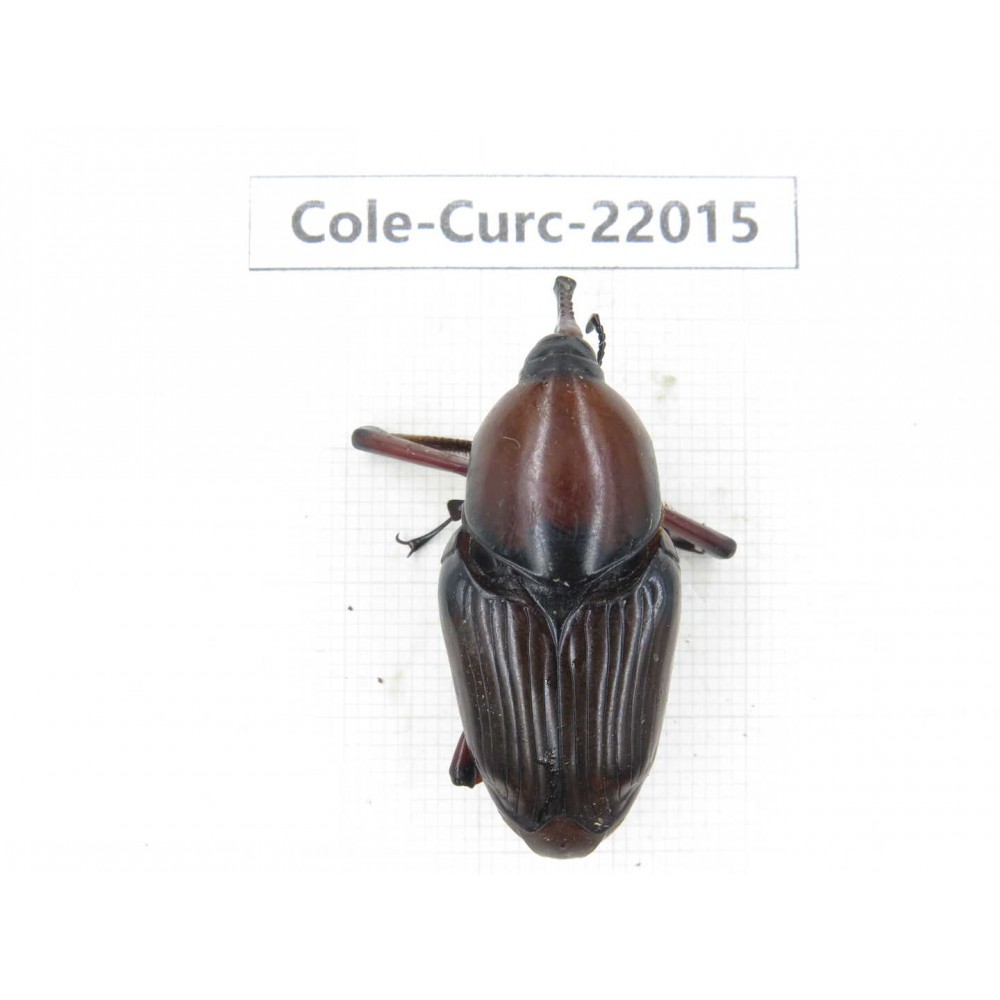 Curculionidae sp. China, Yunnan, Nujiang, Fugong county.1Pcs. Cole-Curc-22015.
