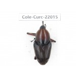 Curculionidae sp. China, Yunnan, Nujiang, Fugong county.1Pcs. Cole-Curc-22015.