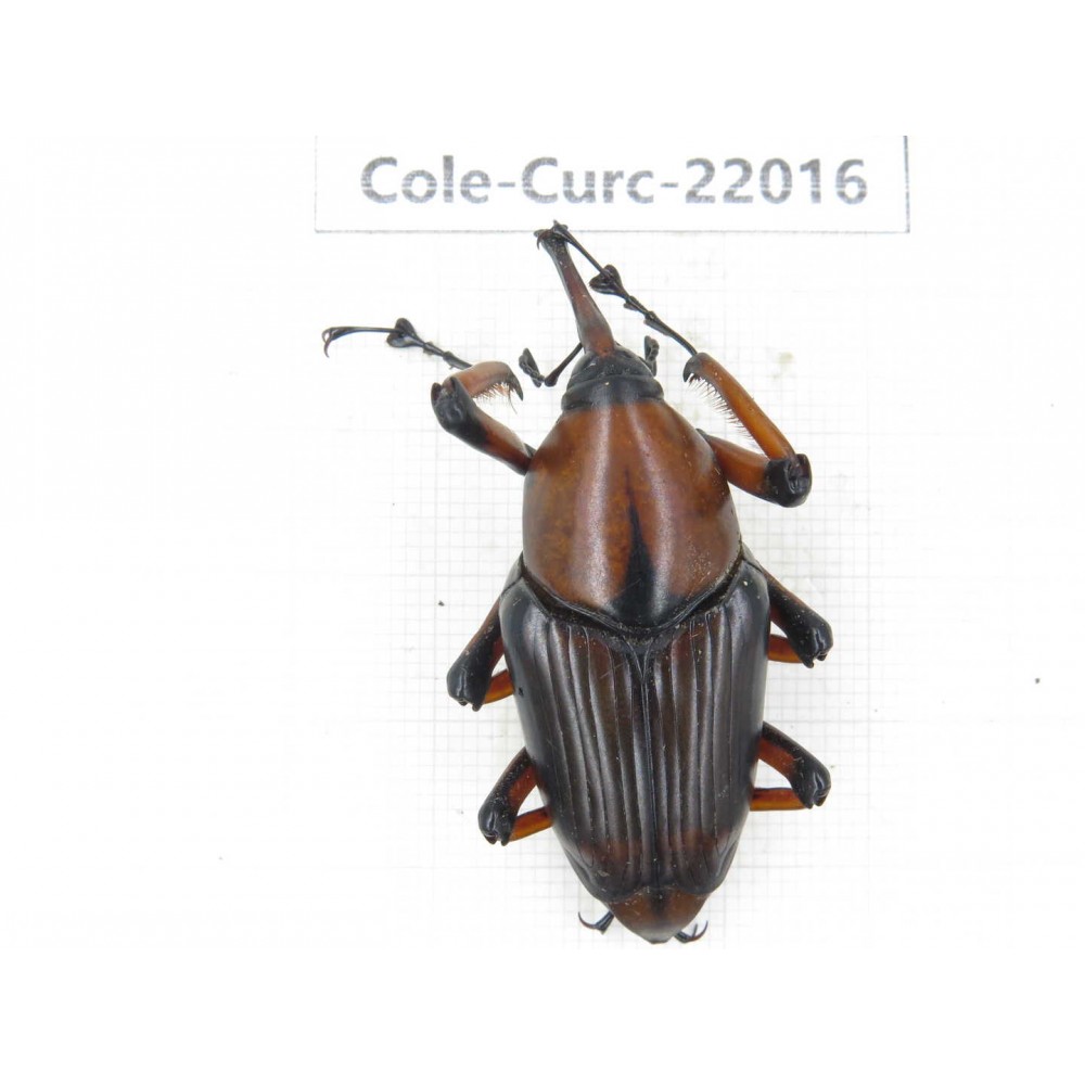 Curculionidae sp. China, Yunnan, Nujiang, Fugong county.1Pcs. Cole-Curc-22016.