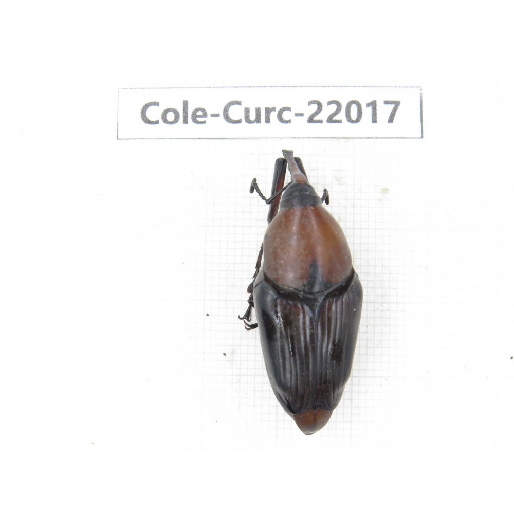 Curculionidae sp. China, Yunnan, Nujiang, Fugong county.1Pcs. Cole-Curc-22017.
