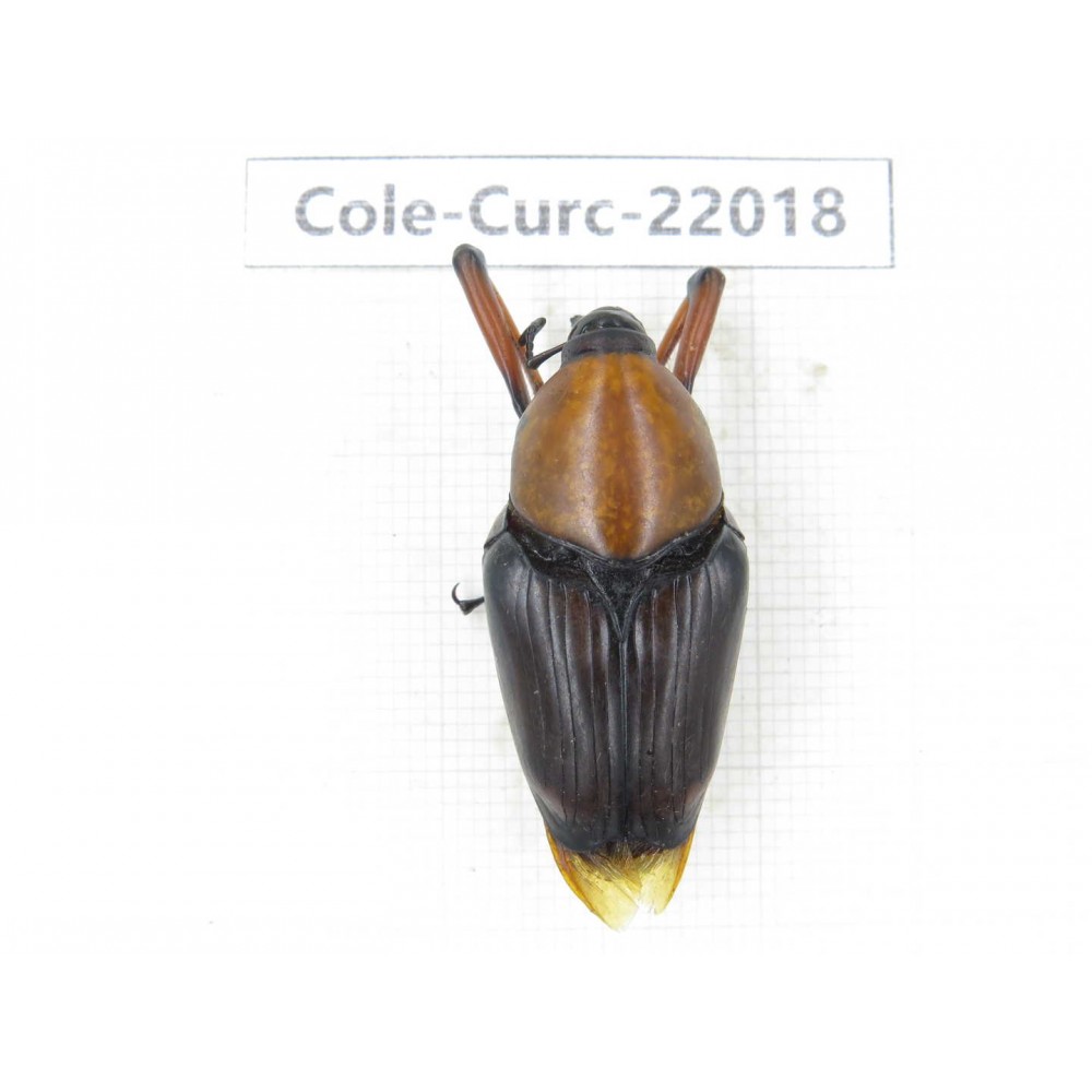 Curculionidae sp. China, Yunnan, Nujiang, Fugong county.1Pcs. Cole-Curc-22018.