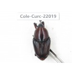Curculionidae sp. China, Yunnan, Nujiang, Fugong county.1Pcs. Cole-Curc-22019.