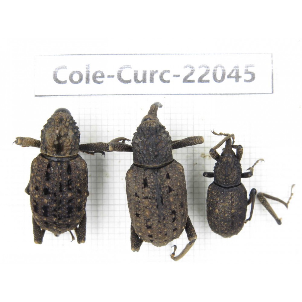 Curculionidae sp. China, Guizhou, Bijie, Jinsha county. 3Pcs. Cole-Curc-22045.