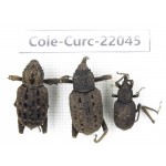 Curculionidae sp. China, Guizhou, Bijie, Jinsha county. 3Pcs. Cole-Curc-22045.