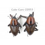 Curculionidae sp. China,  Yunnan, Honghe, Jinping county. 2Pcs. Cole-Curc-22053.