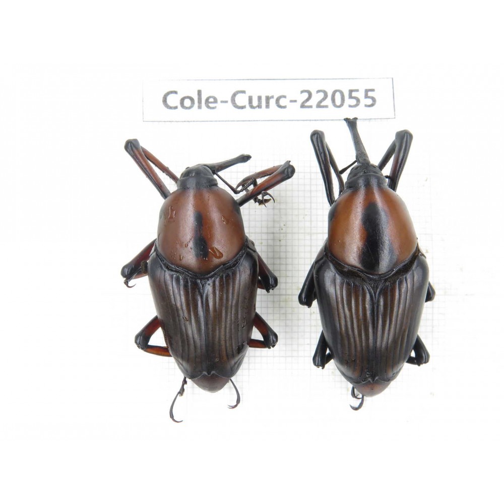 Curculionidae sp. China,  Yunnan, Honghe, Jinping county. 2Pcs. Cole-Curc-22055.