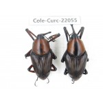 Curculionidae sp. China,  Yunnan, Honghe, Jinping county. 2Pcs. Cole-Curc-22055.