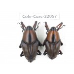 Curculionidae sp. China,  Yunnan, Honghe, Jinping county. 2Pcs. Cole-Curc-22057.
