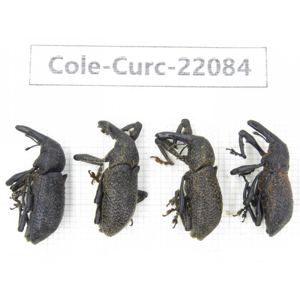 Curculionidae sp. China,  Yunnan, Chuxiong, Shuangbai county (N Mt.Ailaoshan). 4Pcs. Cole-Curc-22084.
