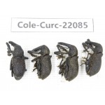 Curculionidae sp. China,  Yunnan, Chuxiong, Shuangbai county (N Mt.Ailaoshan). 4Pcs. Cole-Curc-22085.