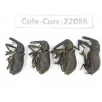 Curculionidae sp. China,  Yunnan, Chuxiong, Shuangbai county (N Mt.Ailaoshan). 4Pcs. Cole-Curc-22086.