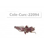 Curculionidae sp. China, Yunnan, Dehong, Longchuan. 1Pcs. Cole-Curc-22094.