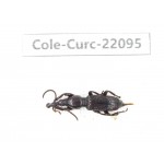 Curculionidae sp. China, Yunnan, Dehong, Longchuan. 1Pcs. Cole-Curc-22095.