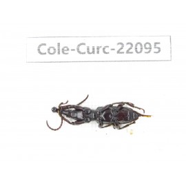 Curculionidae sp. China, Yunnan, Dehong, Longchuan. 1Pcs. Cole-Curc-22095.