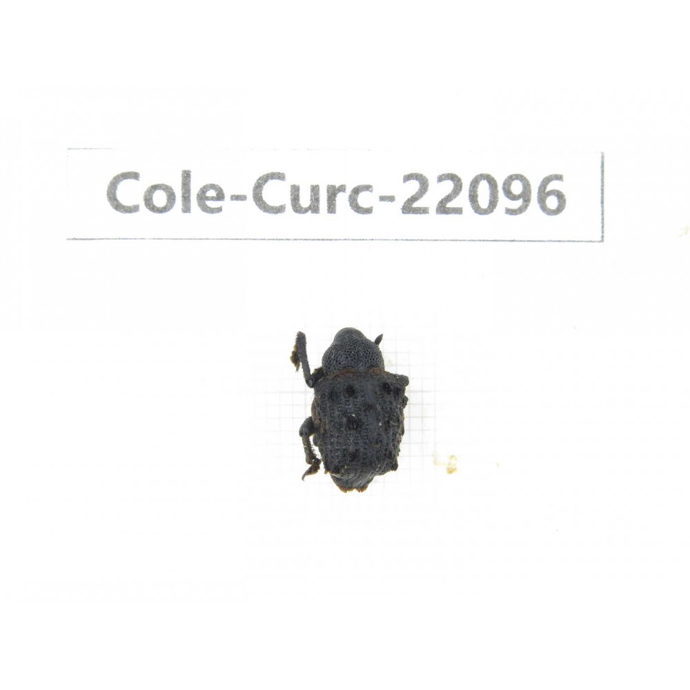 Curculionidae sp. China, Yunnan, Dehong, Longchuan. 1Pcs. Cole-Curc-22096.