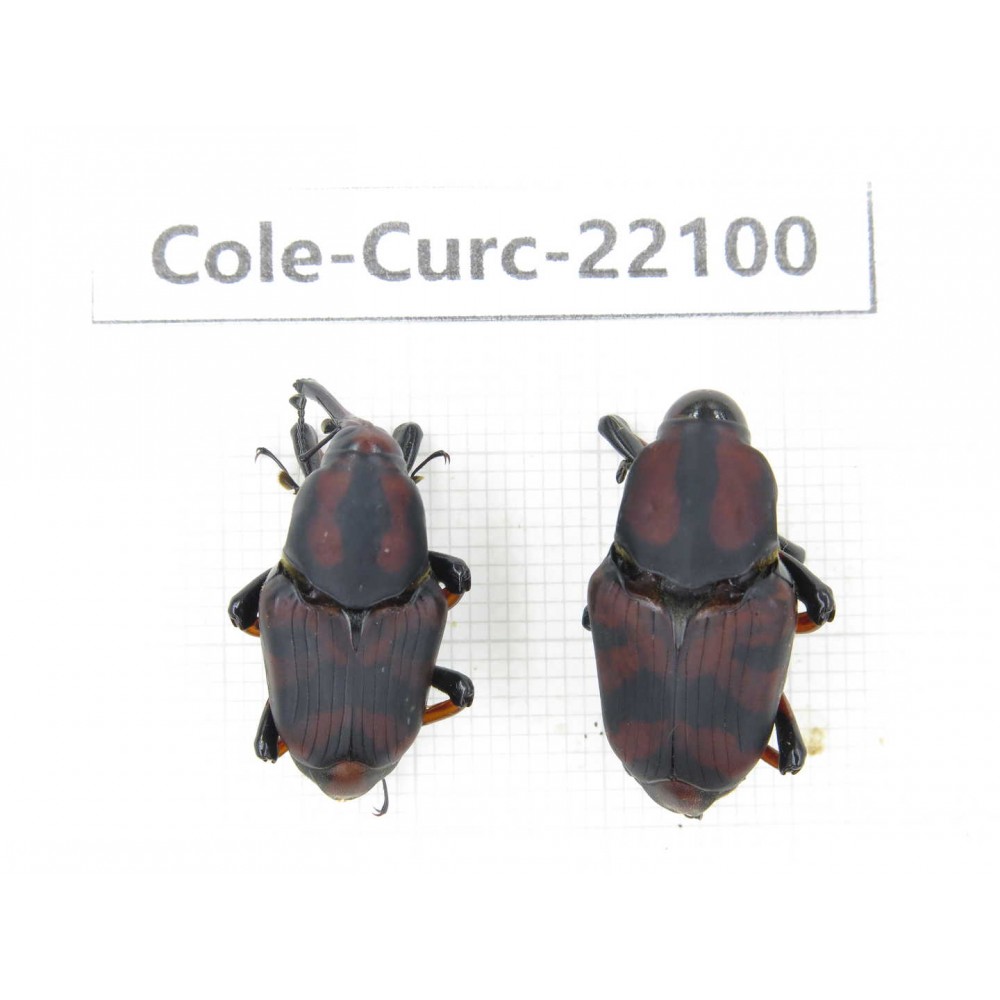 Curculionidae sp. China, Yunnan, Dehong, Longchuan. 2Pcs. Cole-Curc-22100.