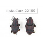Curculionidae sp. China, Yunnan, Dehong, Longchuan. 2Pcs. Cole-Curc-22100.