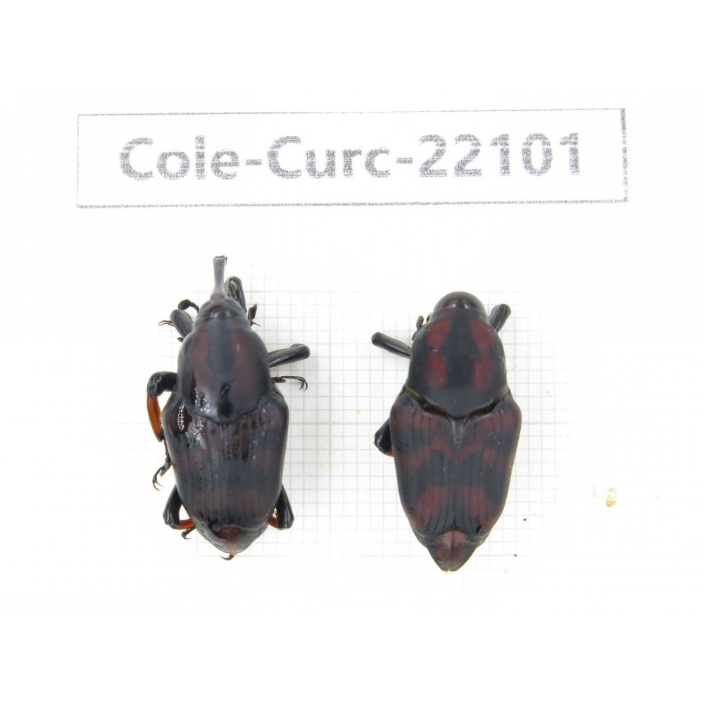 Curculionidae sp. China, Yunnan, Dehong, Longchuan. 2Pcs. Cole-Curc-22101.