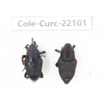 Curculionidae sp. China, Yunnan, Dehong, Longchuan. 2Pcs. Cole-Curc-22101.