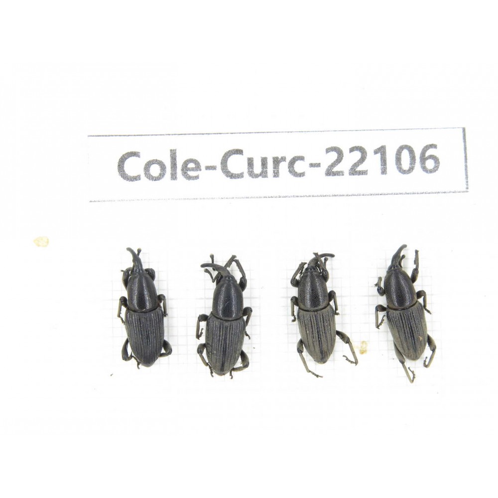 Curculionidae sp. China, Yunnan, Dehong, Longchuan. 4Pcs. Cole-Curc-22106.