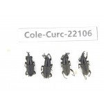 Curculionidae sp. China, Yunnan, Dehong, Longchuan. 4Pcs. Cole-Curc-22106.