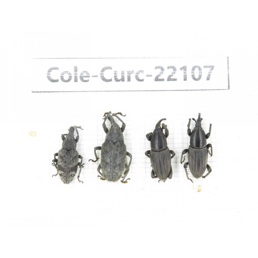 Curculionidae sp. China, Yunnan, Dehong, Longchuan. 4Pcs. Cole-Curc-22107.