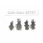 Curculionidae sp. China, Yunnan, Dehong, Longchuan. 4Pcs. Cole-Curc-22107.