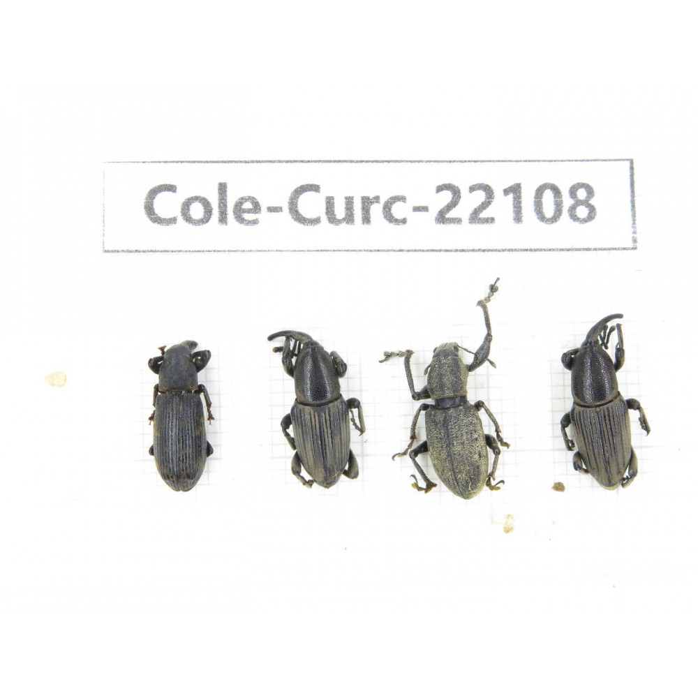 Curculionidae sp. China, Yunnan, Dehong, Longchuan. 4Pcs. Cole-Curc-22108.