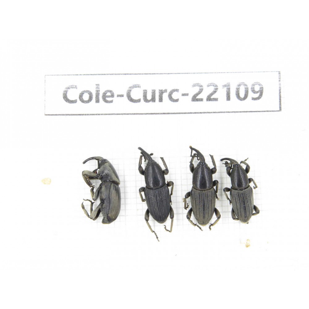 Curculionidae sp. China, Yunnan, Dehong, Longchuan. 4Pcs. Cole-Curc-22109.