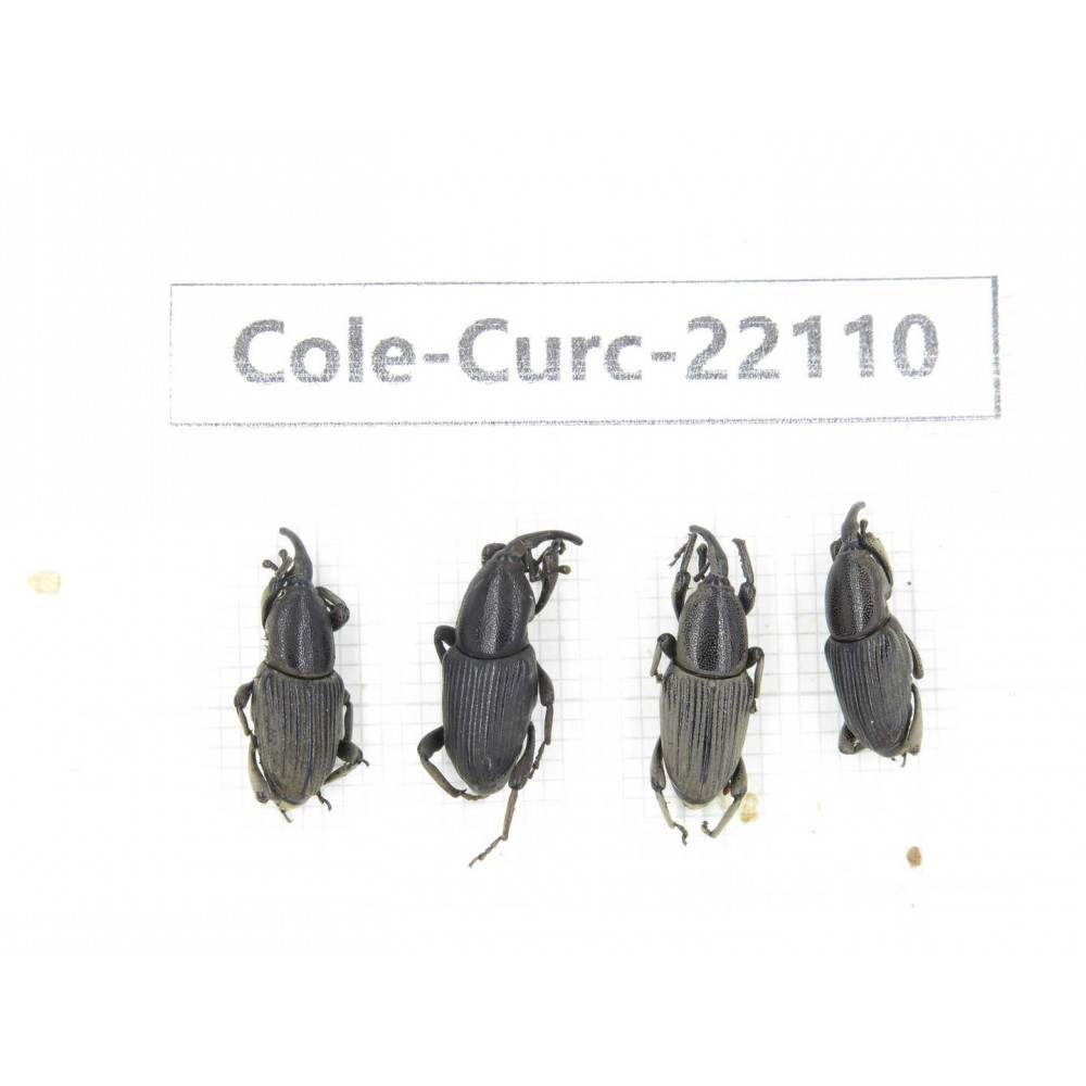 Curculionidae sp. China, Yunnan, Dehong, Longchuan. 4Pcs. Cole-Curc-22110.