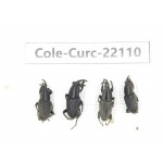 Curculionidae sp. China, Yunnan, Dehong, Longchuan. 4Pcs. Cole-Curc-22110.