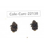 Curculionidae sp. China, Yunnan, Dehong, Longchuan. 2Pcs. Cole-Curc-22138.