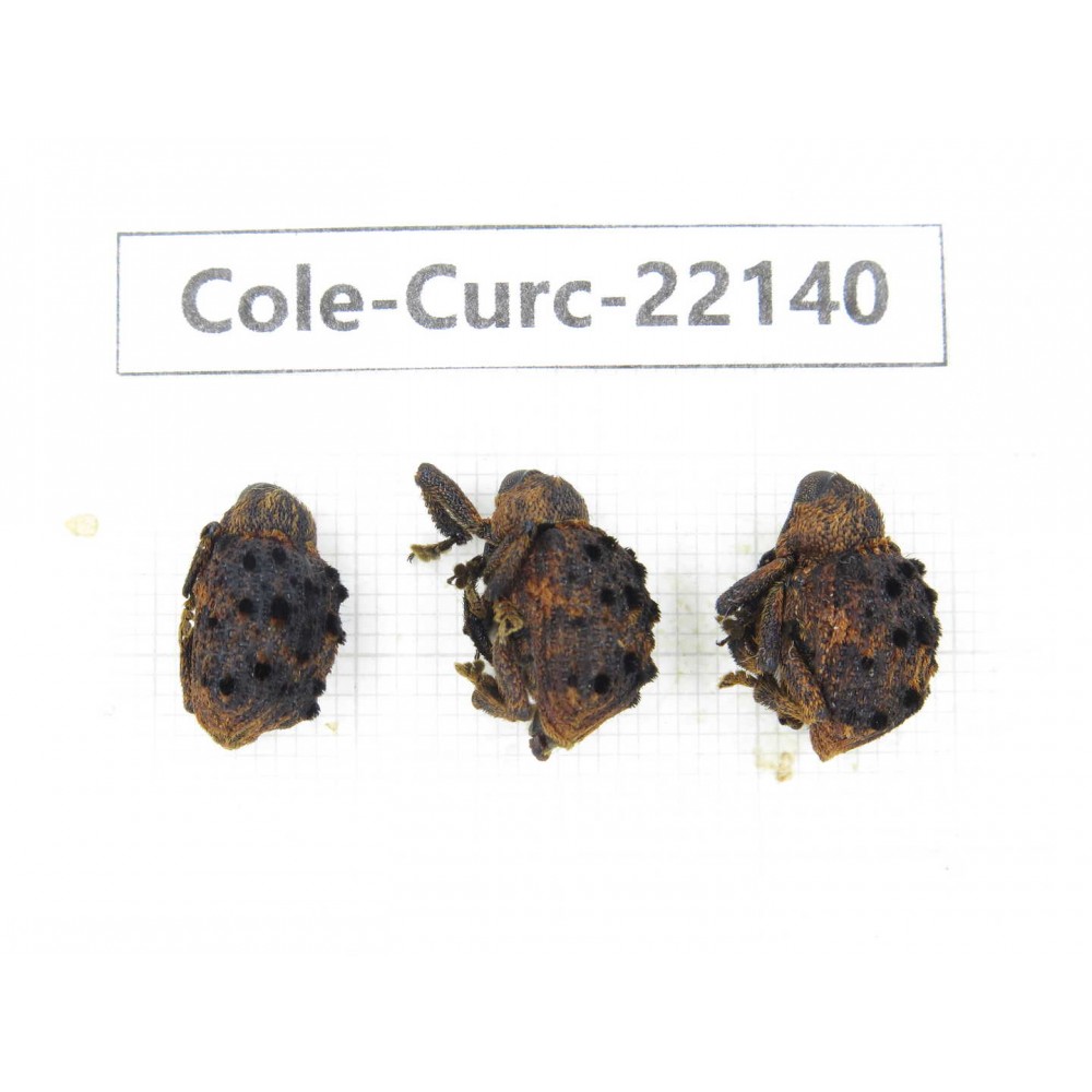 Curculionidae sp. China, Yunnan, Dehong, Longchuan. 3Pcs. Cole-Curc-22140.