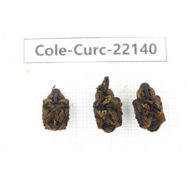 Curculionidae sp. China, Yunnan, Dehong, Longchuan. 3Pcs. Cole-Curc-22140.