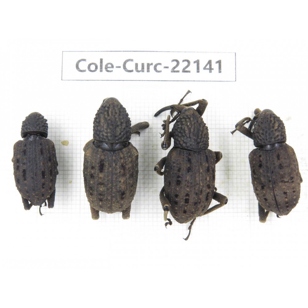 Curculionidae sp. China, Yunnan, Dehong, Longchuan. 4Pcs. Cole-Curc-22141.
