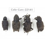 Curculionidae sp. China, Yunnan, Dehong, Longchuan. 4Pcs. Cole-Curc-22141.
